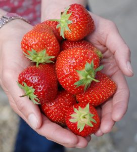 Strawberries-in-hand