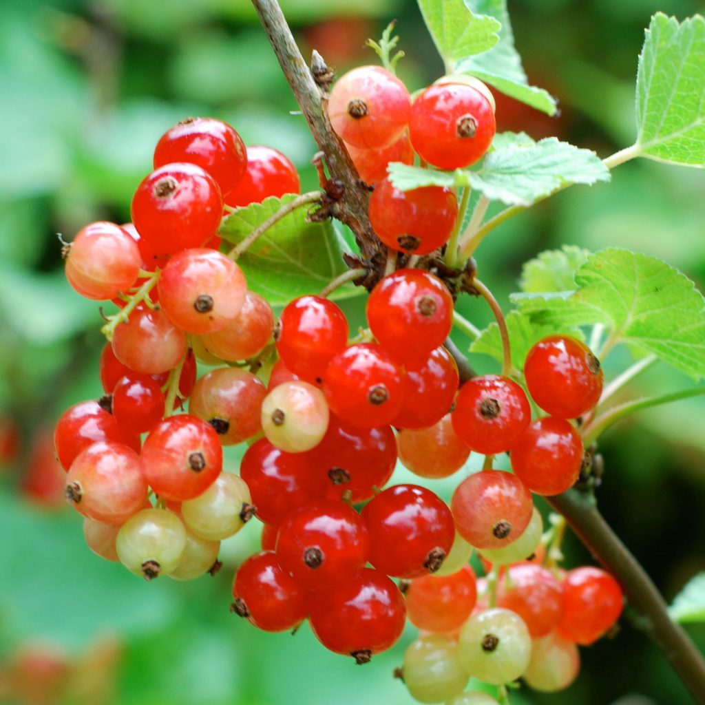 grow red currants